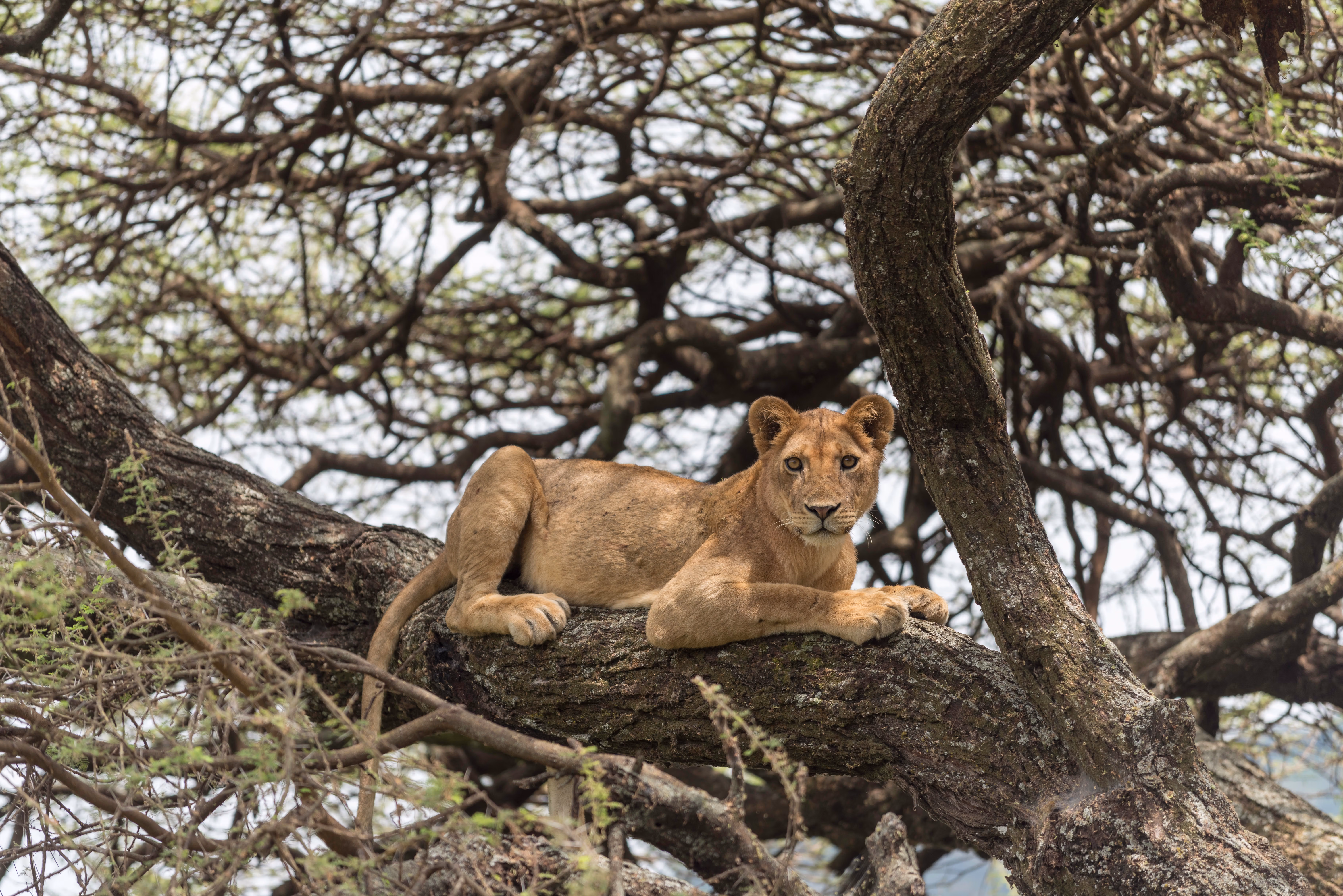 1-Day Mikumi Safari from Zanzibar