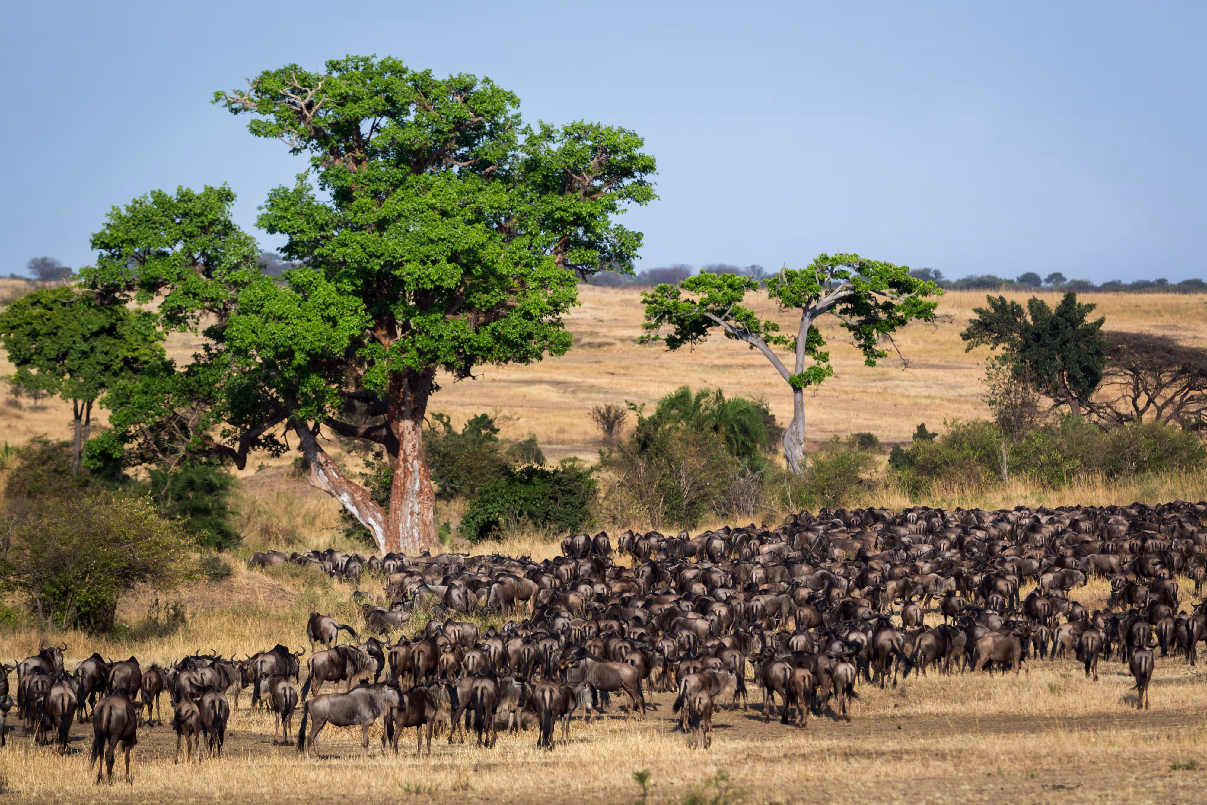 3-Day Serengeti Safari from Zanzibar | Fly-In Tanzania Wildlife Tour