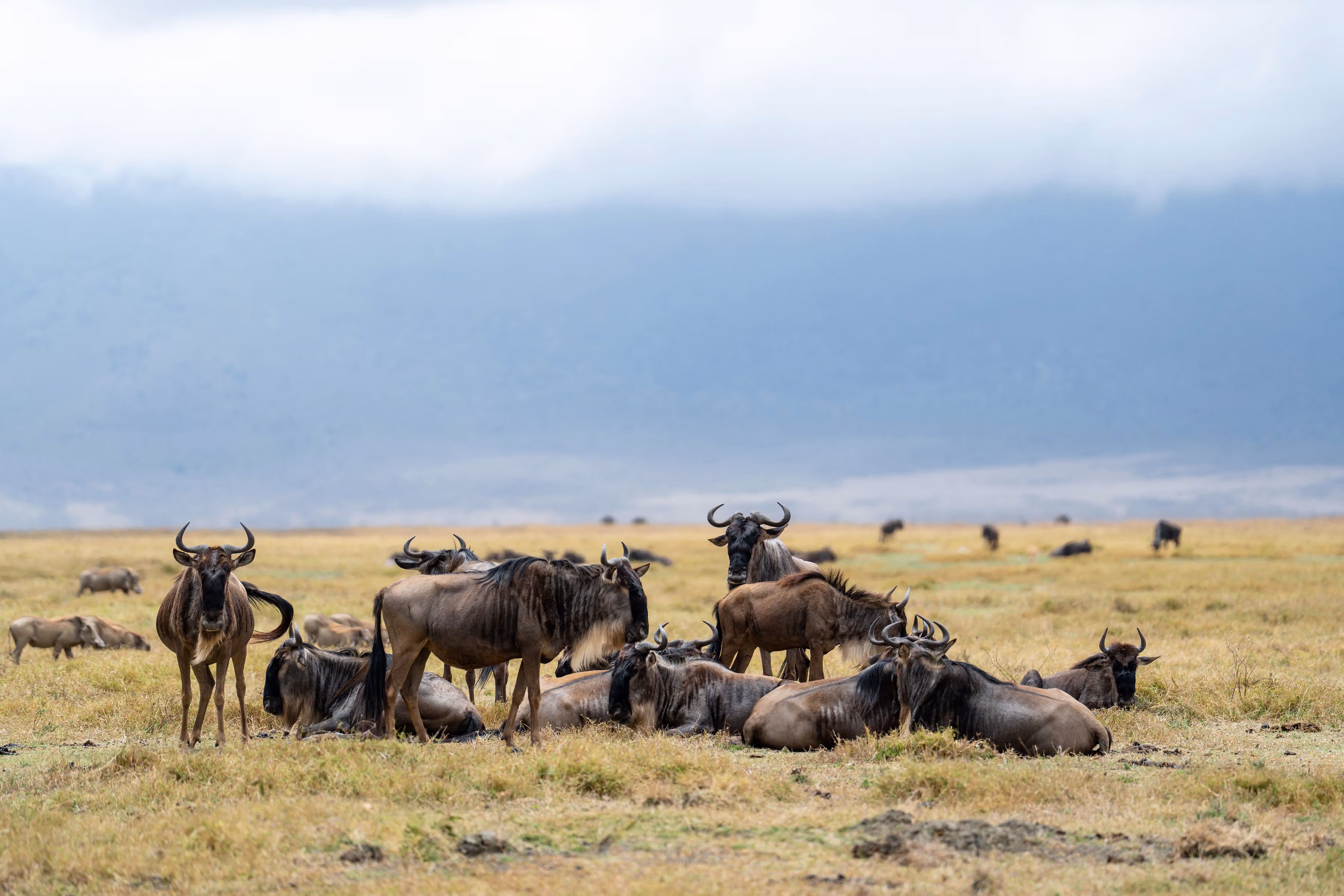 2-Day Serengeti Safari from Zanzibar | Fly-In Tanzania Safari