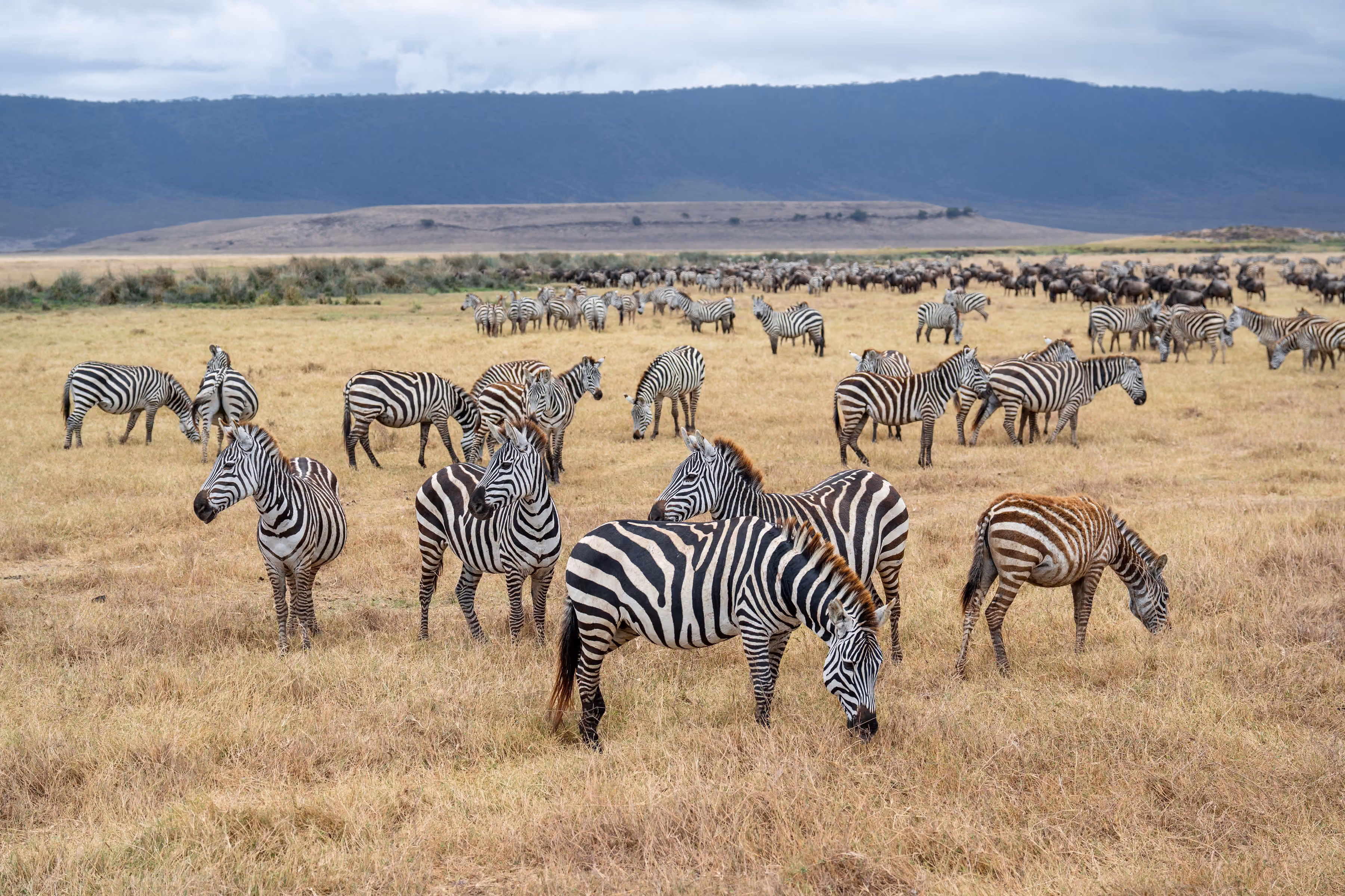 4-Day Fly-In Safari from Zanzibar to Serengeti & Ngorongoro