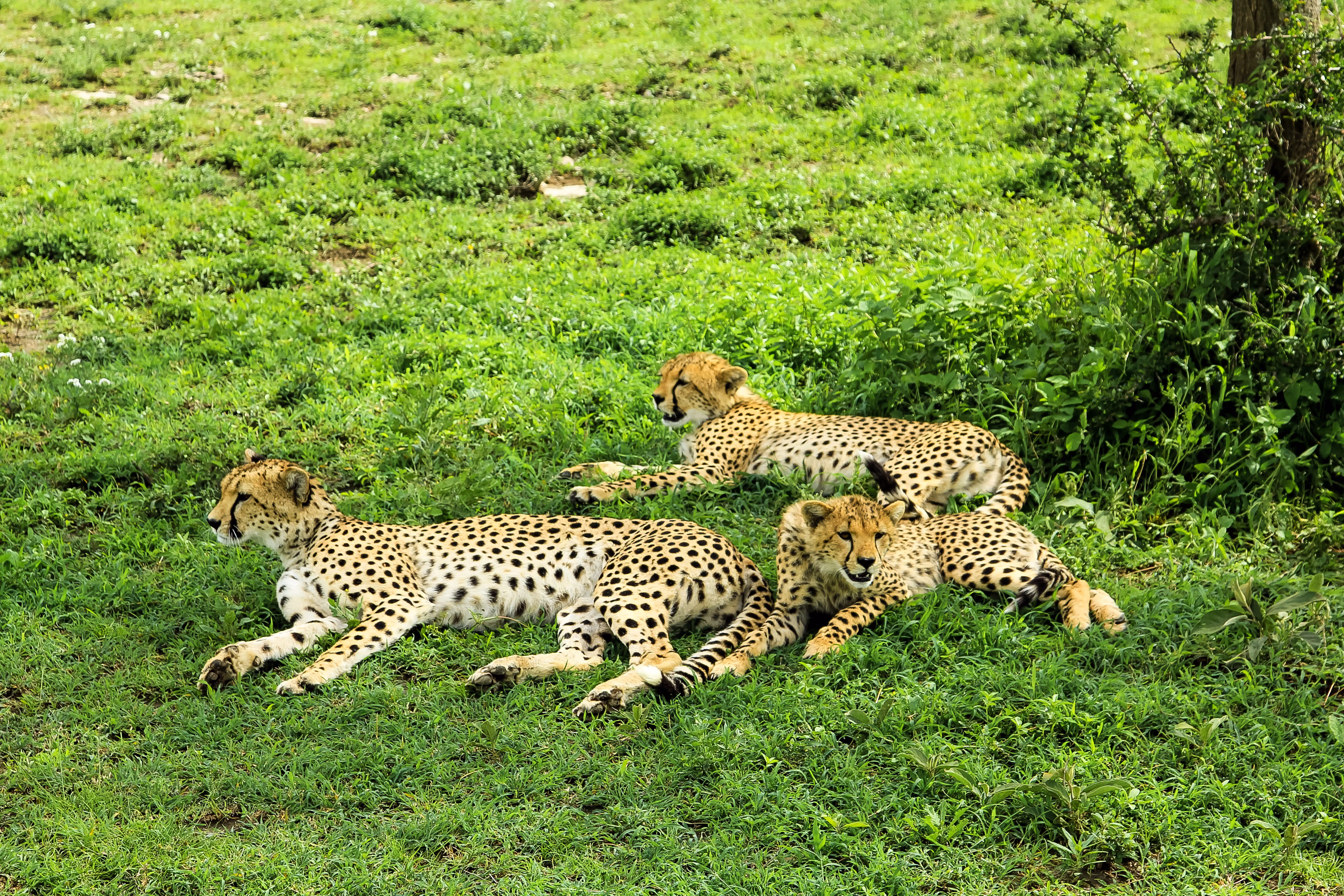 4-Day Serengeti Safari from Zanzibar | Private Tanzania Wildlife Tour