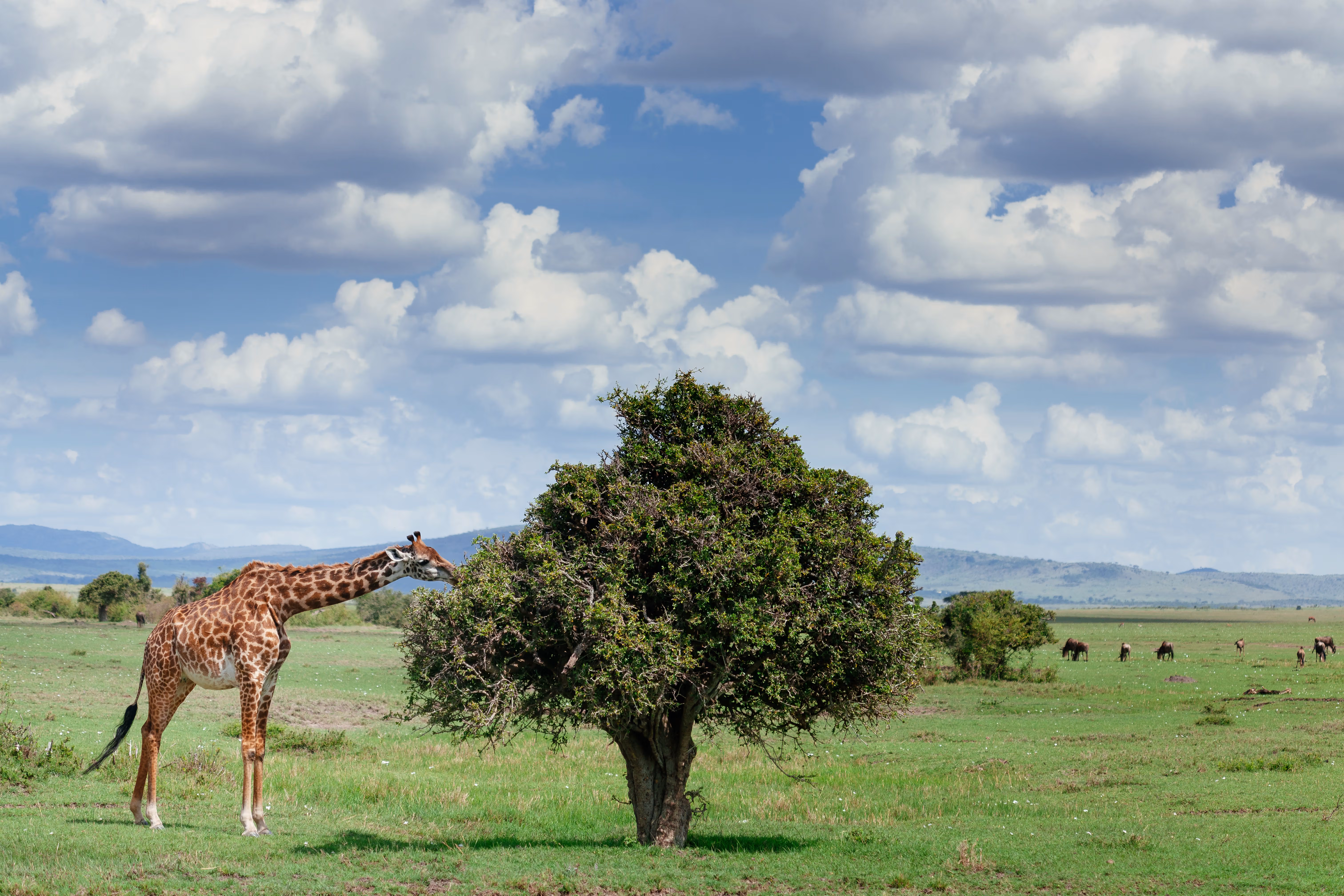4-Day Tarangire, Serengeti & Ngorongoro Crater Luxury Safari from Zanzibar