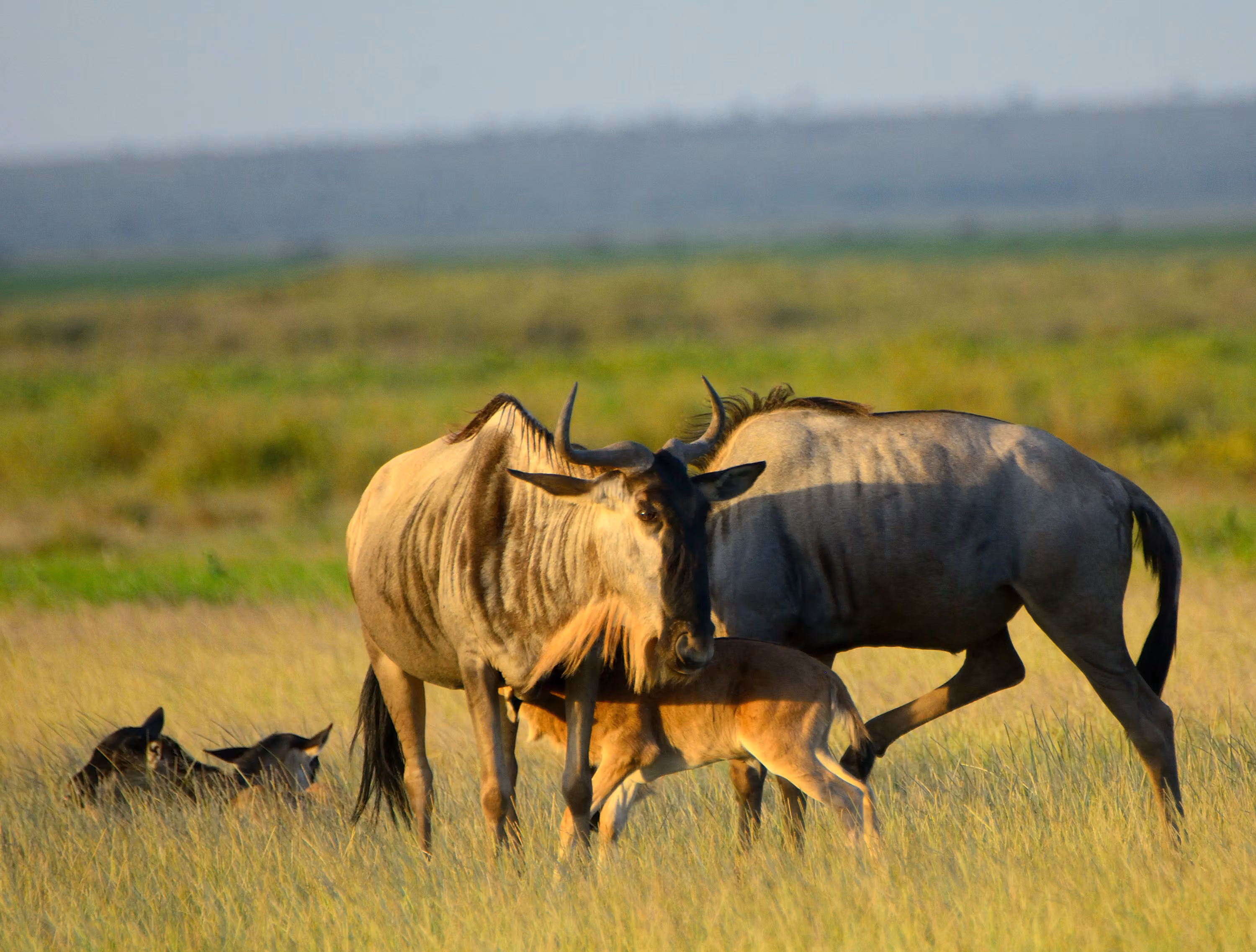 4 Day Safari & Cultural Tour from Zanzibar