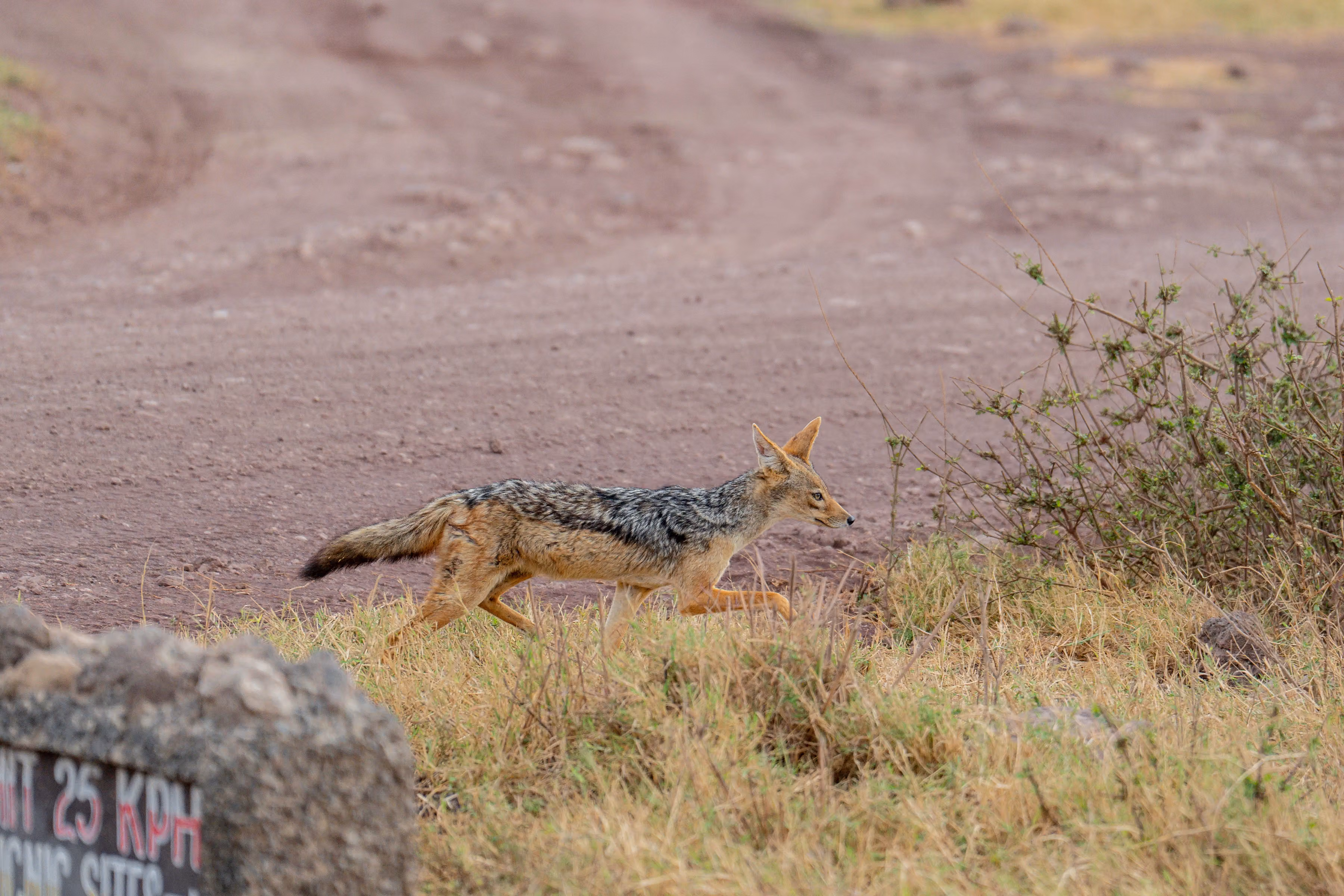 5-Day Luxury Safari from Zanzibar | Serengeti, Ngorongoro & Tarangire